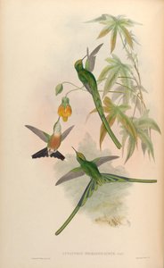 Cynanthus smaragdicaudus = Aglaiocercus kingi smaragdinus door John Gould
